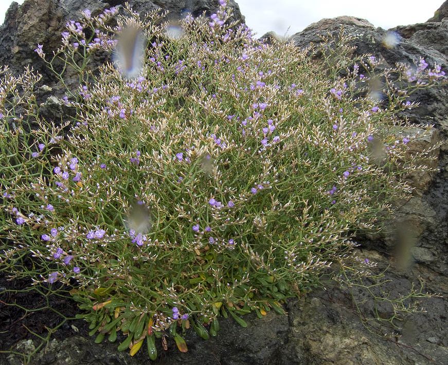 Limonium ilvae ?